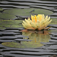 ��Ϫʪ��ʢ����˯��