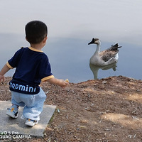 ���ŵ�������һȺѼ����ѽ��