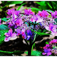 �߲�����