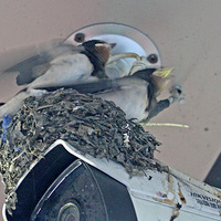 С���Ӱ��츸ĸ���ɣ������鳲