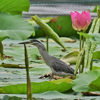 �ɻ�����������