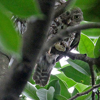 ���ָ�֦Сèͷӥ��ʳţ��