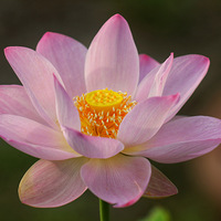 ����һ��ɻ���