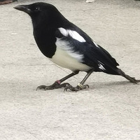 ��ͤ������һֻСϲȵ