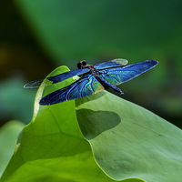 �ּ��ɻ���