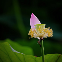 ��Ժ�ɻ���