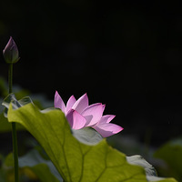 ���ƺɻ���ͤͤ��ˮ�С�