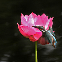 é�Ҳ����С����