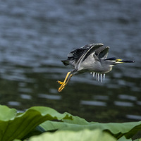 ҹ�غ�����ʳ