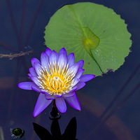 ���Ų�������˯��ͼ