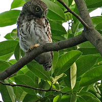 é�Ҳ����˵�Сèͷӥ