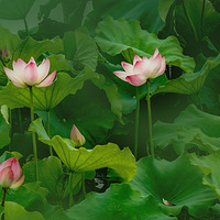 ���űߵ�������������  ������6��15�գ�