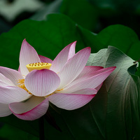 ��Ϫ�ɻ�������