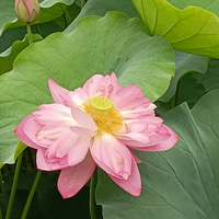 ������Ҷ����̣�ӳ�պɻ�������