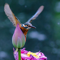 ץ������Ϻ���ͳ�С�����ˡ���é�Ҳ��Ĵ���