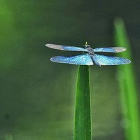 ���պ������顪����ɫ����