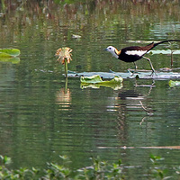 ���貨���ӡ�ˮ��������Ϫʪ��