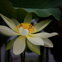 ��������ɻ���