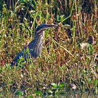 ��Ϫʪ���\έ?