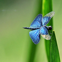 ��ɫ����