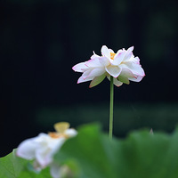 �����еĺɻ�