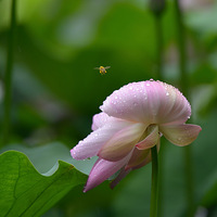 ���еĺɻ��������Ρ�