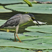 ������θ