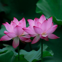 �������źɻ�