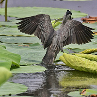 �˷ܵ�����