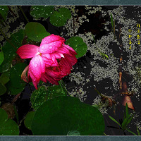 ��������ԡܽޡ