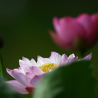 �����ߵĺ�