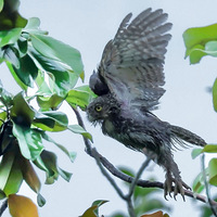 һ�����꣬��Сèͷӥ��ɡ���������