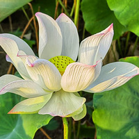 һҹ���������Σ����Ҷ����������