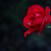 ����������¼�