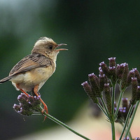 ͭ���������ͽ�ͷ��βݺ