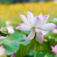 �����ɻ�������