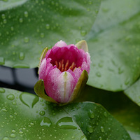 ��԰��С���ã�����һ���֣���ֻ�����ж����