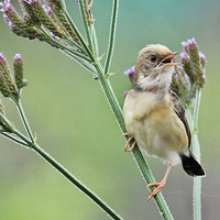 ���޲��ϵĽ�ͷ��βݺ