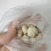 ֹ������