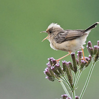 ���Ը߸�Ľ�ͷ��βݺ