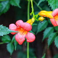 ��ˮ�ġ��촽��