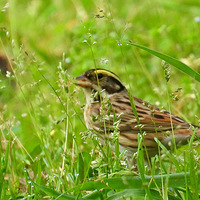 ֲ��԰ʳ�ݻ��Ļ�ü�c