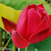 �ɺ�����Ϊ�ɶ���