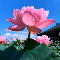 ���ºɻ���