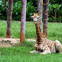 �����ȴ�Ұ����ֲ԰����