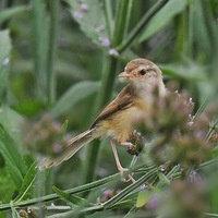 ���޲��ϵĴ�ɫɽ��ݺ