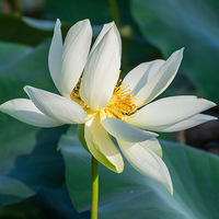 ���۰׺�-����������