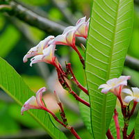 ���ϡ�С��