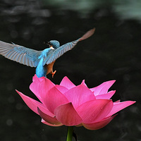 �ɻ��ϵ��赸