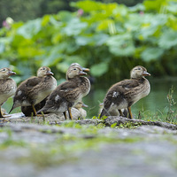 ������ ����һ��Сԧ��~~~